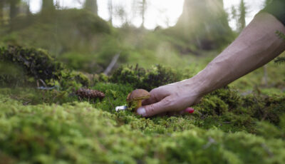 Hand grabbing mushroom forest bed